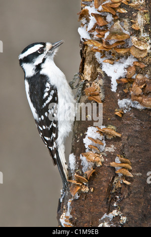 Picchio lanuginosa Picoides pubescens femmina alla cavità di nido e USA Foto Stock