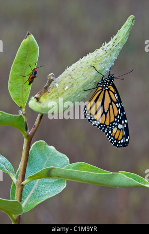 Farfalla monarca Danaus plexippus e Milkweed Bug sul comune di sementi Milkweed pod Asclepias syriaca USA orientale Foto Stock