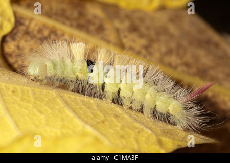 Pale Tussock, Dasychira pudibunda, falena caterpilar. Giallo caterpilar pelose con coda rossa, West Sussex, Regno Unito. Ottobre. Foto Stock
