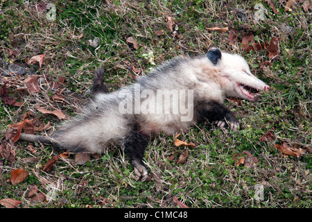 Morti di opossum Didelphis virginiana posa in strada fossato nord America orientale Foto Stock
