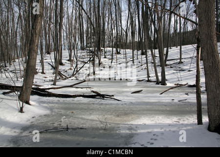 Foresta decidua orientale, fine inverno, e USA, di Carol Dembinsky/Dembinsky Photo Assoc Foto Stock