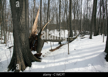 Caduto Maple Tree orientale foreste decidue Michigan STATI UNITI D'America agli inizi della primavera Foto Stock