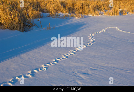 Canada Goose tracce nella neve USA orientale Foto Stock