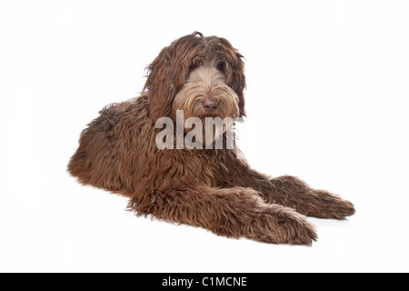 Labradoodle davanti a uno sfondo bianco Foto Stock