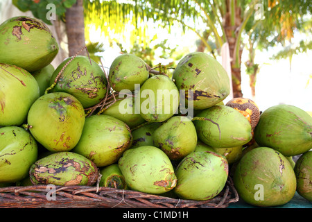 Offerta fresca noci di cocco tumulo verde dei Caraibi Messico bevanda tropicale Foto Stock