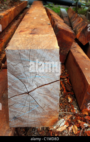 Legno tropicale tronchi dalla giungla della foresta pluviale in america latina Foto Stock