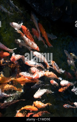 Uno spettacolare pesce Koi in stagno Foto Stock