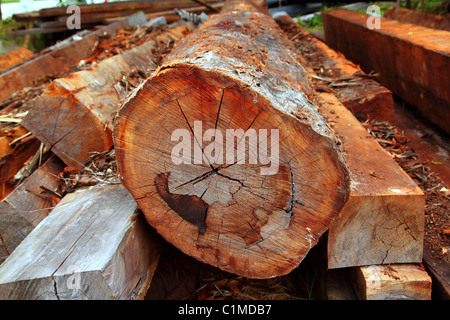 Legno tropicale tronchi dalla foresta di pioggia jungle america latina Foto Stock