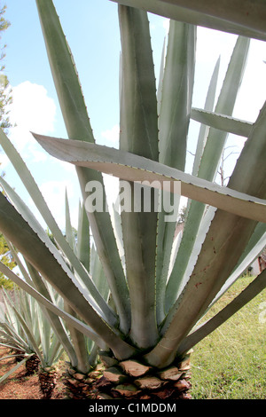 Agave tequilana cactus impianto per distillare tequila messicana di liquido in una riga Foto Stock