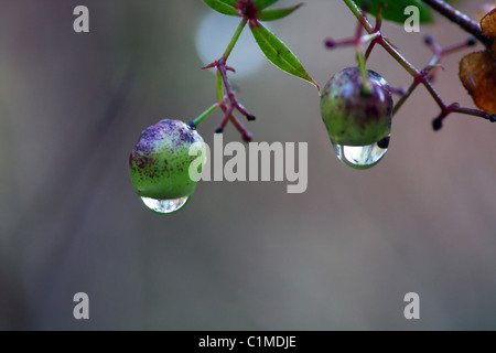 Due piccoli frutti di bosco con gocce di acqua pendenti da loro. Foto Stock