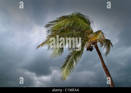 Uragano tempesta tropicale Coconut Palm tree lascia nuvoloso cielo grigio Foto Stock