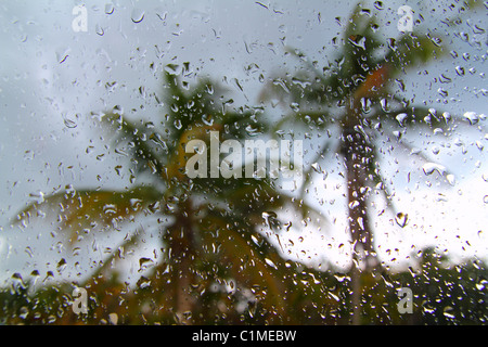 Uragano tempesta tropicale palme da auto all'interno del vetro del finestrino di gocce di acqua Foto Stock