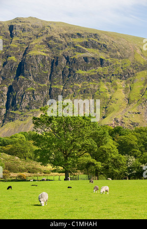 Pecore al pascolo, Mountain 'i ghiaioni', vicino a Wast Water, Cumbria, Parco Nazionale del Distretto dei Laghi, REGNO UNITO Foto Stock