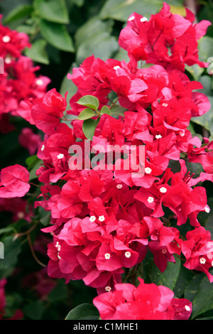 Francia, Martinica (Indie occidentali francesi), fiori di Bouganville Foto Stock