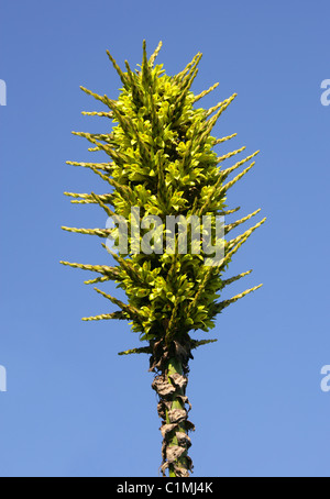 Cileno, Puya Puya chilensis, Pitcairnioideae, Bromeliaceae. Foto Stock