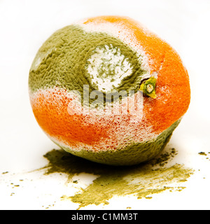 Un pezzo di stampaggio di colore arancione con Penicillium digitatum Foto Stock