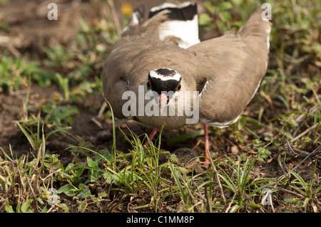 Foto di stock di black-crowned plover sul suo nido. Foto Stock