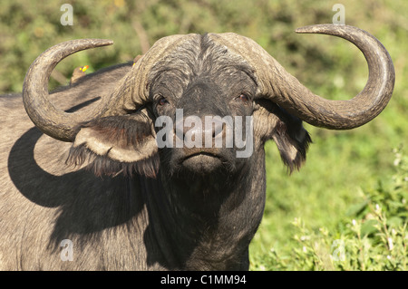 Stock photo closeup di bufali. Foto Stock