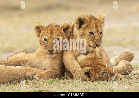 Foto di stock di lion cubs a giocare. Foto Stock