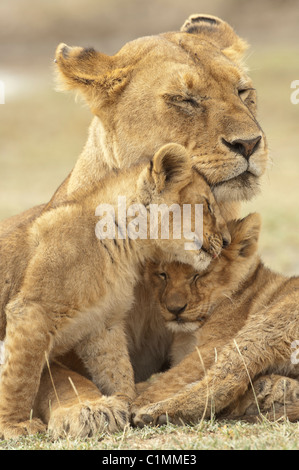 Foto di stock di una leonessa e lupetti coccole. Foto Stock