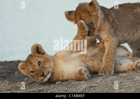 Foto di stock di lion cubs a giocare. Foto Stock