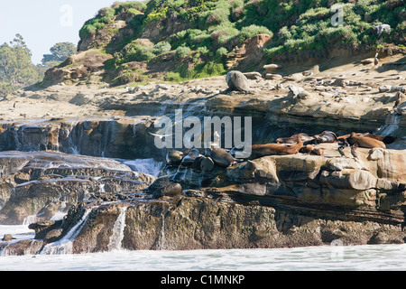 I leoni di mare sulle rocce Foto Stock