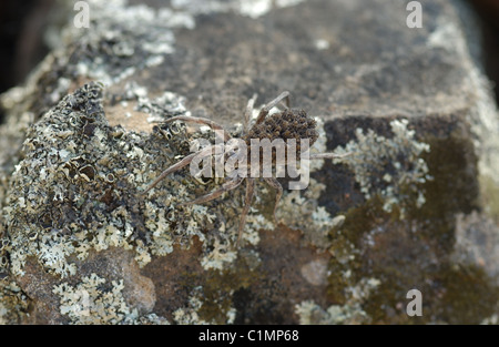 Un lupo spider (Famiglia Lycosidae) su una roccia. Quando la botola spiderlings, essi sono portati in giro sulla donna indietro (come si vede qui). Foto Stock