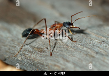 Bull Ant noto anche come Bulldog Ant (Myrmecia) Australia Occidentale Foto Stock