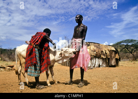 Samburu uomini il prelievo di sangue dalla vena giugulare di mucca nel villaggio, Kenya Foto Stock