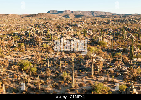 Deserto Sonoran scenario, Baja California, Messico Foto Stock