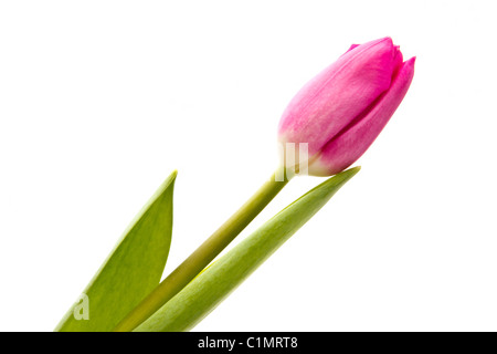 Pink tulip isolati su sfondo bianco Foto Stock