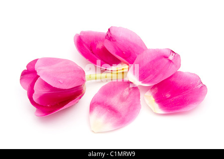 Di un bel colore rosa tulip e petali isolati su sfondo bianco Foto Stock