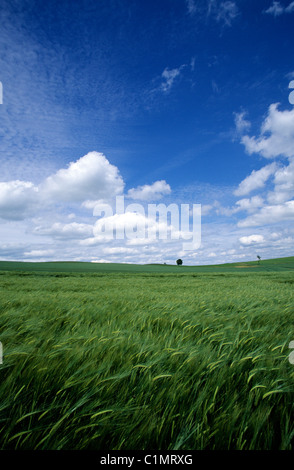 Francia, Puy de Dome, Limagne, vicino a Aigueperse, campo di orzo Foto Stock