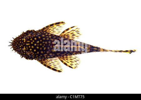 Acquario di pesci Ancistrus dolichopterus Foto Stock