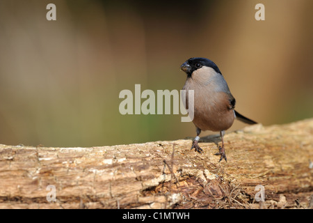 Ciuffolotto - Northern Bullfinch - Comune Bullfinch (Pyrrhula pyrrhula) femmina in piedi su un ramo morto Foto Stock