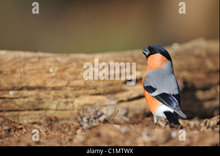 Ciuffolotto - Northern Bullfinch - Comune Bullfinch (Pyrrhula pyrrhula) maschio mangiare semi sul terreno Foto Stock