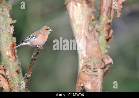 Unione fringuello - comune (fringuello Fringilla coelebs) maschio appollaiato su un ramo morto - Louvain-La-Neuve - Belgio Foto Stock