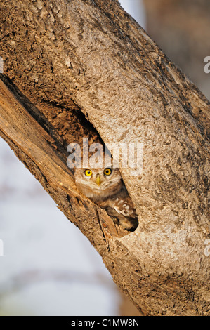 Spotted Owlet (Athene brama) fissando da un foro albero in Ranthambore riserva della tigre, India Foto Stock