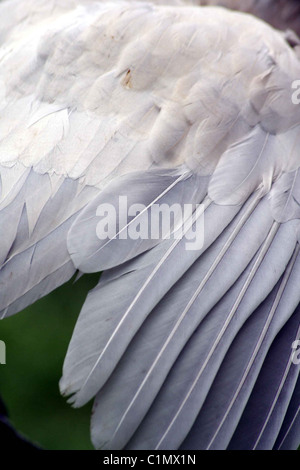 Araucana ala di pollo esteso per mostrare le piume. Foto Stock