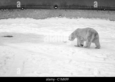 Knut, l'orso polare dallo Zoo di Berlino Foto Stock