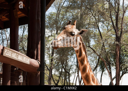 Giraffa Rothschild, Giraffe Centre di Nairobi, Kenya Foto Stock