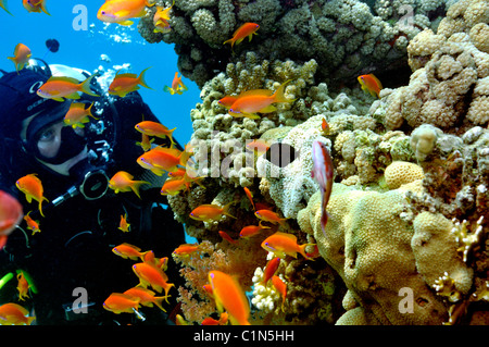 Scuba Diver guardando anthias pesce sulla barriera corallina, Mar Rosso Foto Stock