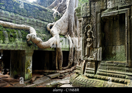 Cambogia Siem Reap zona buddista, templi di Angkor, Ta Prohm temple (metà 12 th - inizi del XIII secolo D.C.) Foto Stock