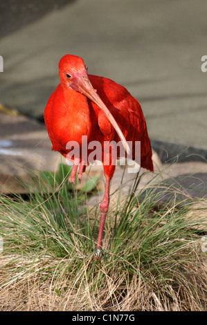 Scarlet Ibis aka ibis rossi - Eudocimus ruber Foto Stock