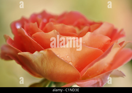 Macro di goccioline di acqua sulla petali su un arancione rosa in un inizio di mattina garden Foto Stock