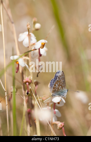 Maschio blu comune (Polyommatus icarus) a riposo tra fiori di prato, il Galles del Nord, Regno Unito Foto Stock