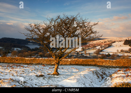 Albero di biancospino nella neve Burrator affacciato sul serbatoio e villaggio Sheepstor Dartmoor Devon Regno Unito Foto Stock