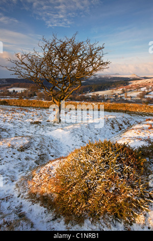 Albero di biancospino nella neve Burrator affacciato sul serbatoio e villaggio Sheepstor Dartmoor Devon Regno Unito Foto Stock