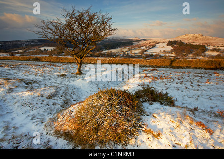 Albero di biancospino nella neve Burrator affacciato sul serbatoio e villaggio Sheepstor Dartmoor Devon Regno Unito Foto Stock