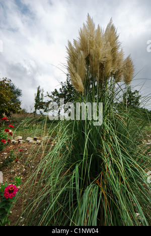 Mazzetto di pampa erba sotto moody cielo grigio Foto Stock